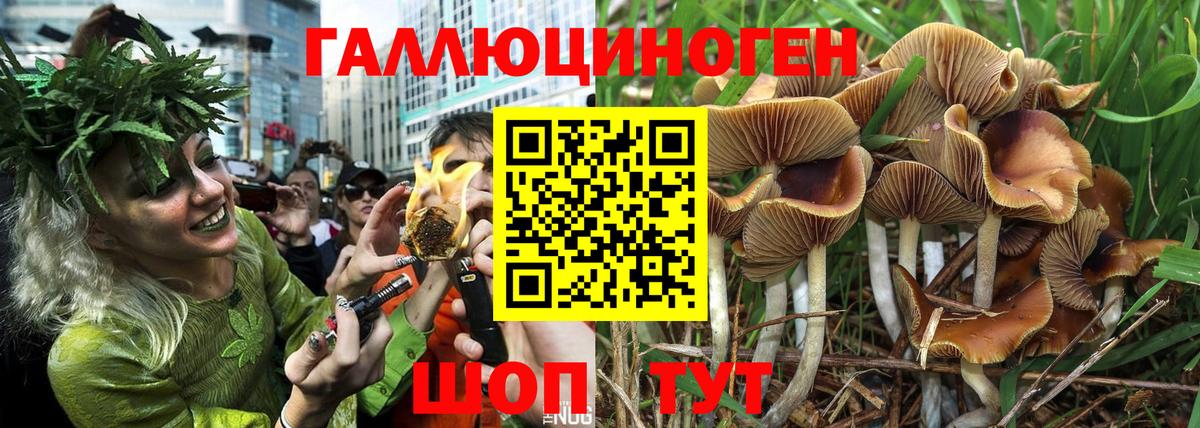 Псилоцибиновые грибы Cubensis Великие Луки